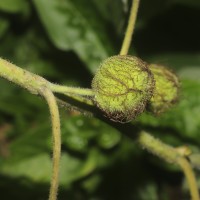 Broussonetia papyrifera (L.) L'Hér. ex Vent.